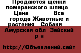 Продаются щенки померанского шпица › Цена ­ 45 000 - Все города Животные и растения » Собаки   . Амурская обл.,Зейский р-н